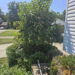 Bush Trimming by Stephen Reynolds reviewed on July 22, 2022