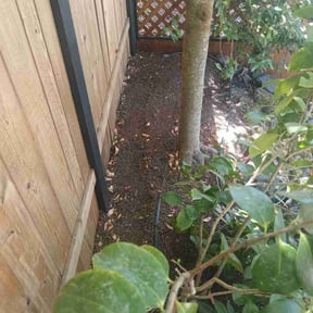 Bush Trimming by Green Day Lawn Service reviewed on August 6, 2021