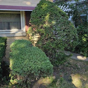 Bush Trimming by Blossom Lawn Care reviewed on May 26, 2025