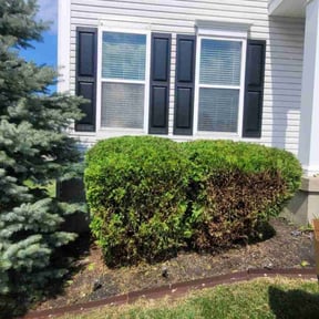 Bush Trimming by 5280 Lawns Llc reviewed on June 21, 2022