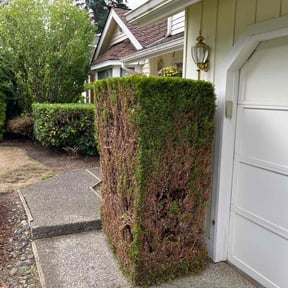 Bush Trimming by Scott Basinger lawn care reviewed on May 11, 2022