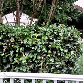 Bush Trimming by Hensley Property Management reviewed on September 13, 2021