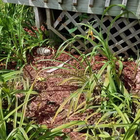 Flower Bed Weeding by BLUE SCAPE reviewed on June 7, 2022