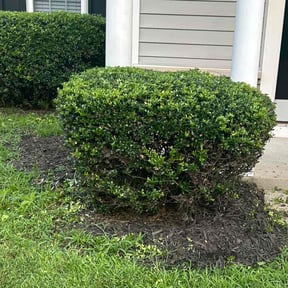 Bush Trimming by Spartan Exterior Services reviewed on June 27, 2022