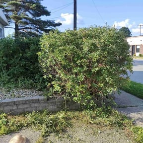 Bush Trimming by Ed's lawn barber reviewed on September 30, 2024