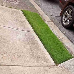 Bush Trimming by LSLTDallas/FortWorthTruGreen reviewed on May 9, 2025