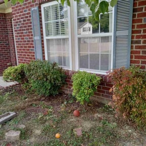 Bush Trimming by S &amp;S lawn care reviewed on July 15, 2022