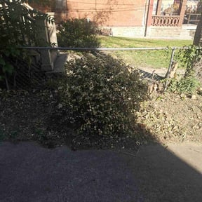 Bush Trimming by Richard Kidman reviewed on June 5, 2022
