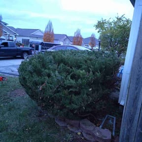 Bush Trimming by Da Munchez/ High 5 landscaping reviewed on July 13, 2022