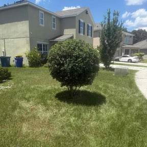 Bush Trimming by BBCNP Services reviewed on February 12, 2025