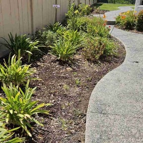 Bush Trimming by Three Palms landscaping service reviewed on July 29, 2022