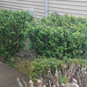 Bush Trimming by DH Lawn Care reviewed on July 14, 2020