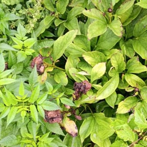 Flower Bed Weeding by MTB lawn care reviewed on June 1, 2022