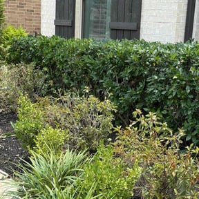 Bush Trimming by Greenwood Irrigation & Lawn Care LLC reviewed on March 20, 2025