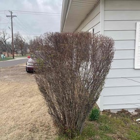 Bush Trimming by Thompson lawn care reviewed on August 23, 2021