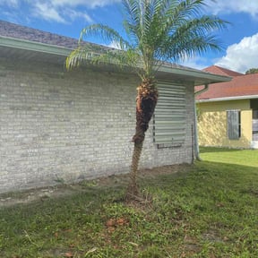 Bush Trimming by Major Services reviewed on March 15, 2025