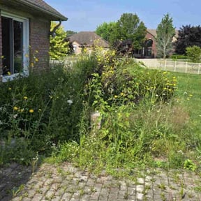Bush Trimming by GrassFX Lawn Care reviewed on June 10, 2022