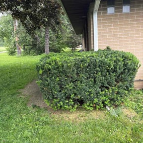 Bush Trimming by Blossom Lawn Care reviewed on May 26, 2025