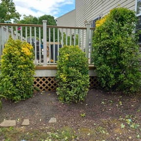 Bush Trimming by Lopez services reviewed on May 8, 2025