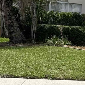 Bush Trimming by Aparicio Lawn Care reviewed on February 20, 2025