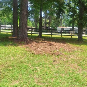 Cleanups by DMD LAWN SVC reviewed on June 5, 2025