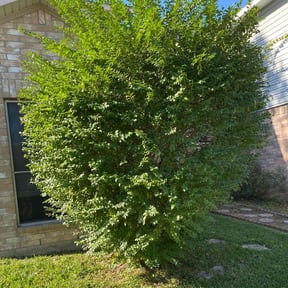 Bush Trimming by Loop's Landscaping reviewed on October 19, 2022