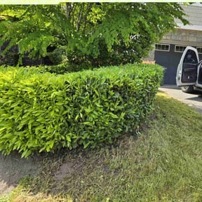 Bush Trimming by Lafitte Lawn Service reviewed on June 23, 2022
