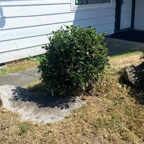 Bush Trimming by JD lawn services reviewed on July 1, 2022