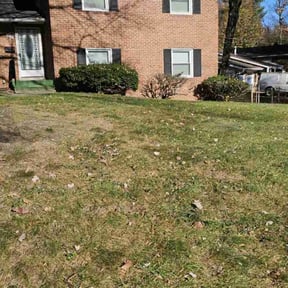 Leaf Removal by Shelveen Prakash reviewed on May 14, 2022