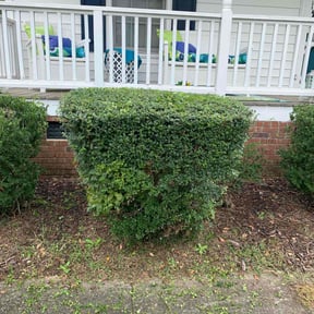 Bush Trimming by Meridian Management Group LLC reviewed on June 4, 2022
