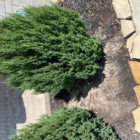Flower Bed Weeding by Good Guys Lawn and Fence reviewed on May 4, 2022