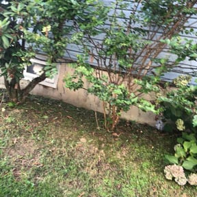 Cleanups by Van Woolley Handyman Services reviewed on August 5, 2025