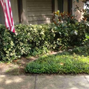 Bush Trimming by Murphys Lawn Care LLC reviewed on August 17, 2020