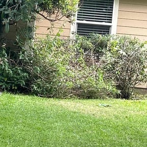 Bush Trimming by Willie Patterson reviewed on June 16, 2022