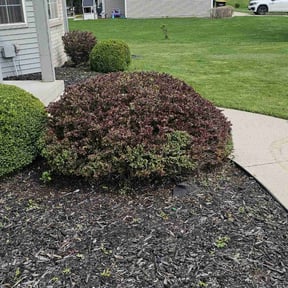 Bush Trimming by Finns landscaping reviewed on November 18, 2024