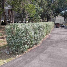 Bush Trimming by Texas Services SA reviewed on February 26, 2025