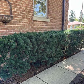 Bush Trimming by Santos Galeno reviewed on March 31, 2022