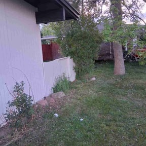 Bush Trimming by LSLTDallas/FortWorthTruGreen reviewed on April 5, 2023