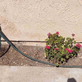 Flower Bed Weeding by Erick's Lawn Maintenance reviewed on June 3, 2022