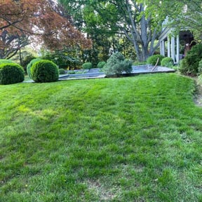 Leaf Removal by Quality Lawn Care reviewed on June 13, 2022