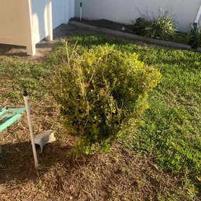 Flower Bed Weeding by The Green Guy Lawn Care LLC reviewed on May 21, 2022