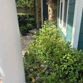 Bush Trimming by Green Thumb Agostini Lawn Care and Landscaping reviewed on April 11, 2025