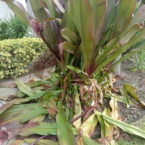 Bush Trimming by Willie Lawn Care and More LLC reviewed on April 18, 2025