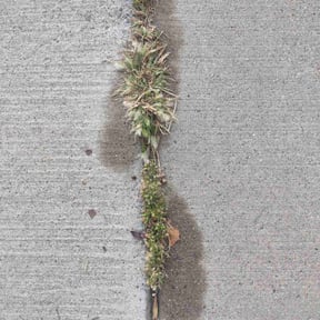 Weeding by Osell Lawn Care LLC reviewed on November 6, 2023