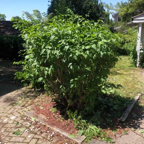 Bush Trimming by Clinton's lawn service llc reviewed on May 13, 2022