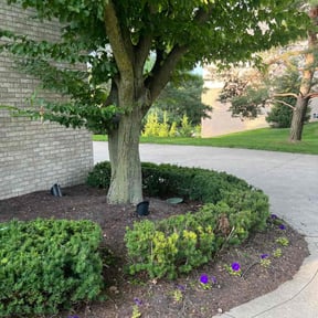 Bush Trimming by Tim's Discount Lawn reviewed on August 3, 2022
