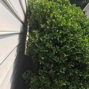 Bush Trimming by Dee Jays lawn service reviewed on November 3, 2021