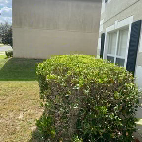 Bush Trimming by Willie Lawn Care and More LLC reviewed on April 18, 2025