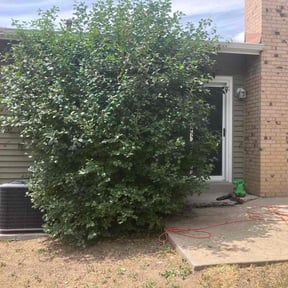 Bush Trimming by Cleaning in the mountains reviewed on October 29, 2024