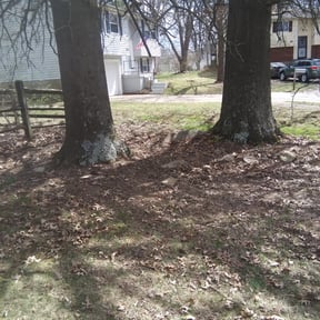 Leaf Removal by Cutter's reviewed on April 29, 2022